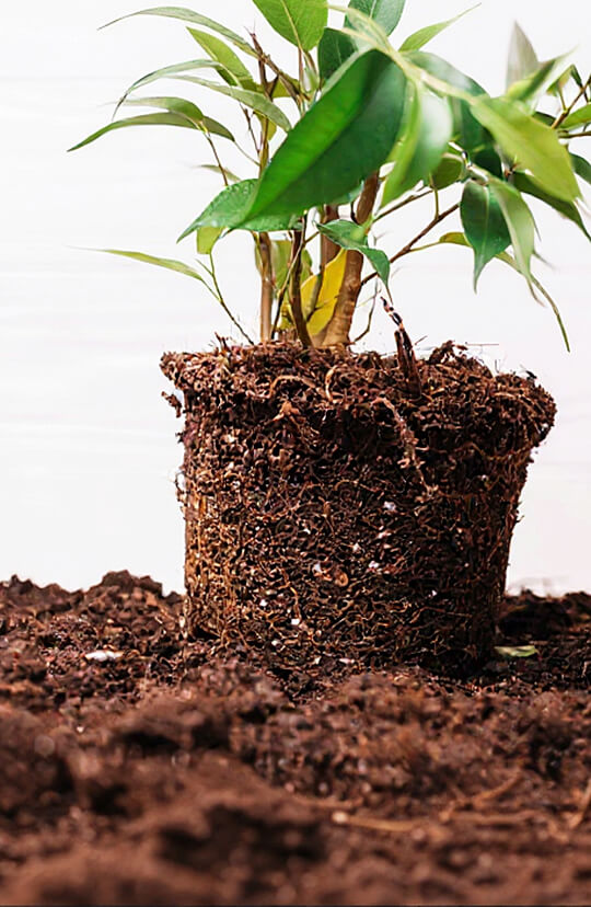 soil plant
